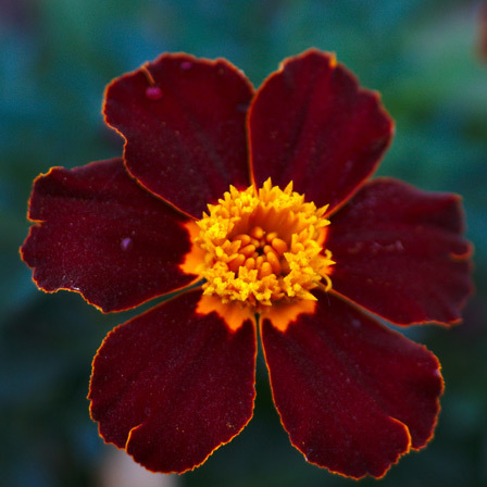 Tagetes patula safari red is a beautiful marigold flower