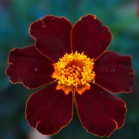 Tagetes patula safari red is a beautiful marigold flower