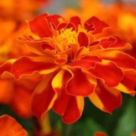 Tagetes patula safari scarlet is a beautiful marigold flower