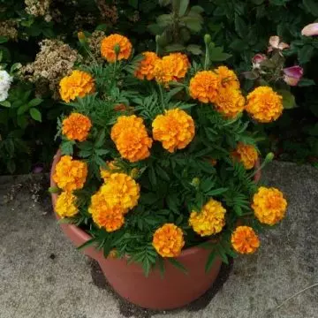 Tagetes erect antigua orange is a beautiful marigold flower