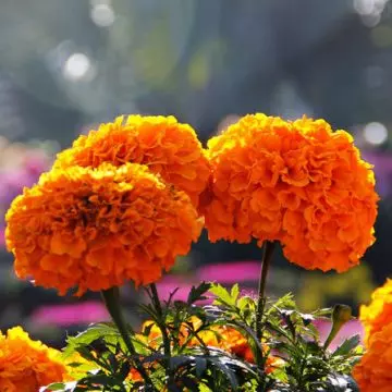 Tagetes erect discovery orange is a beautiful marigold flower