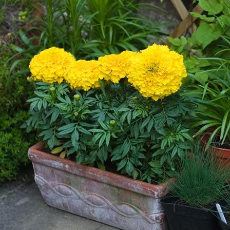Tagetes erect discovery yellow is a beautiful marigold flower
