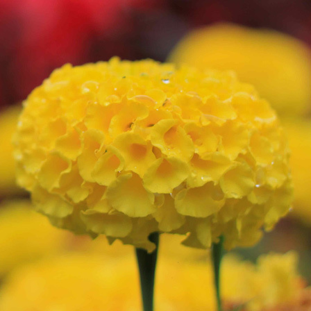 Tagetes erect doubloon is a beautiful marigold flower
