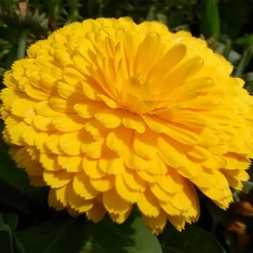 Tagetes erect inca yellow is a beautiful marigold flower