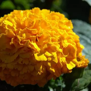 Tagetes erecta moonstruck series is a beautiful marigold flower