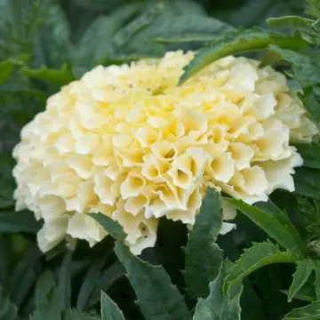 Tagetes erecta sweet cream is a beautiful marigold flower