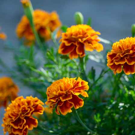 Tagetes patula flower in a garden 