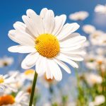 Top-25-Most-Beautiful-Daisy-Flowers