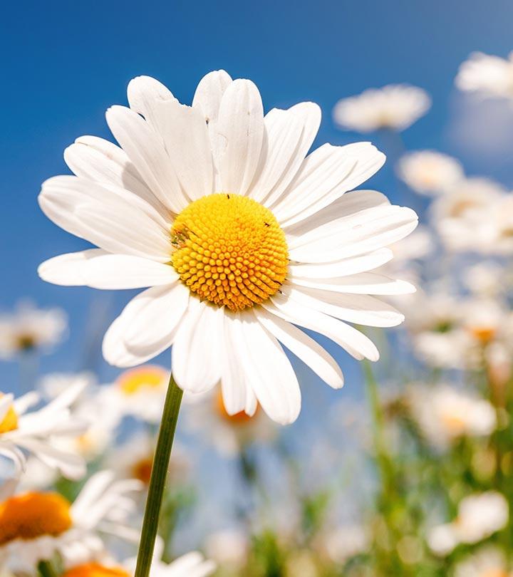 Cape Town Blue - Blue Felicia Daisy - Felicia hybrid