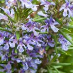 Top-25-Most-Beautiful-Rosemary-Flowers