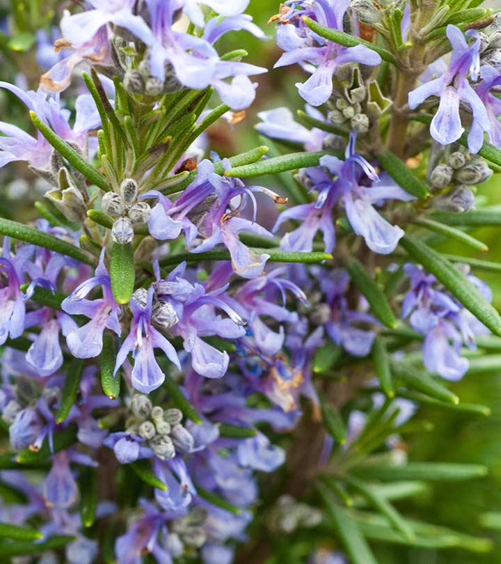 Top 25 Most Beautiful Rosemary Flowers