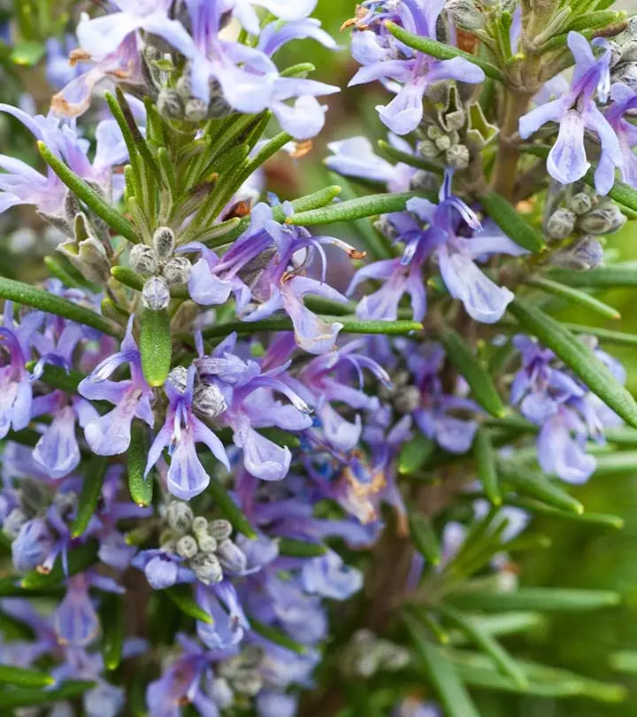 Top-25-Most-Beautiful-Rosemary-Flowers