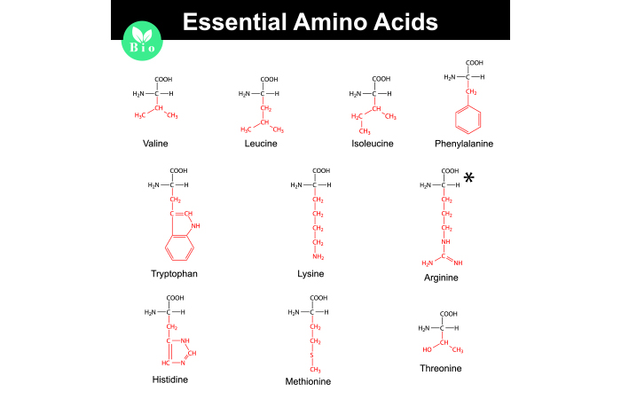 Main Amino Acid Types
