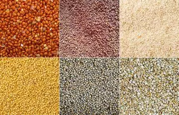 Different types of millets