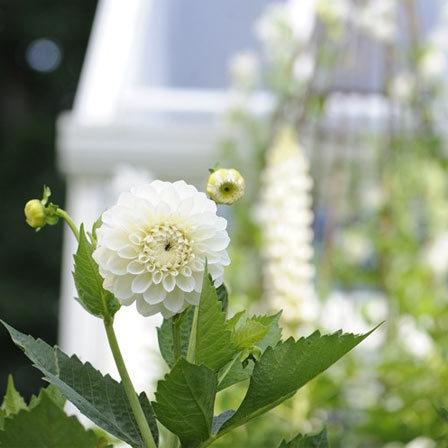 White aster flowers