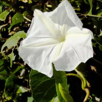 White dwarf morning glory flowers