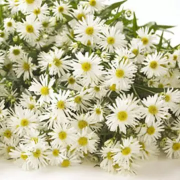 White monte casino is one of the beautiful aster flowers