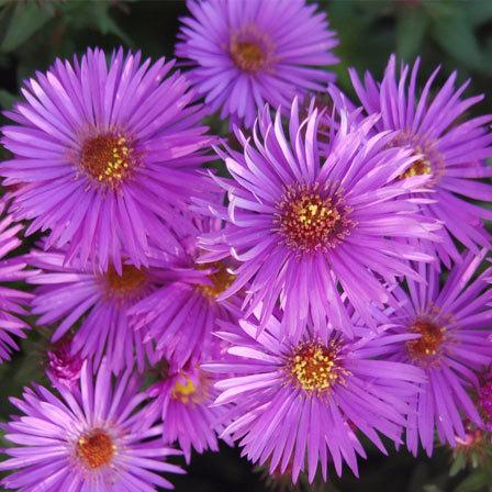 Woods purple asters flowers