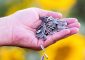 7 Benefits Of Sunflower Seeds, Nutrit...