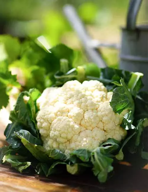 Cauliflower for healthy kidneys