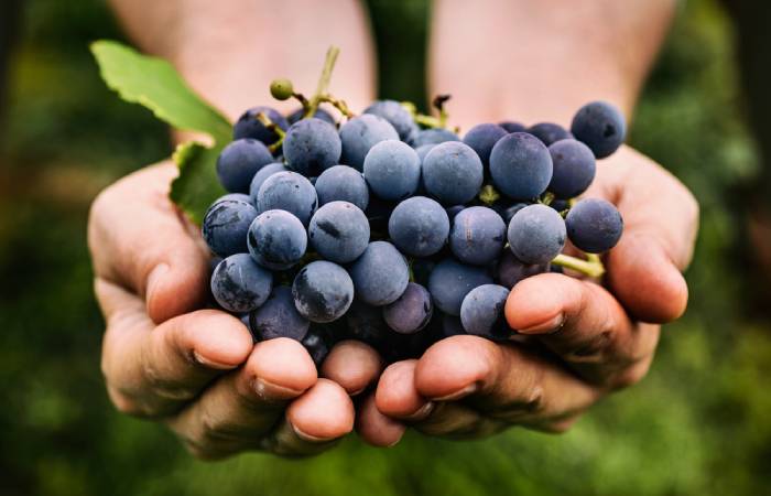 Anti-aging properties of grapes 
