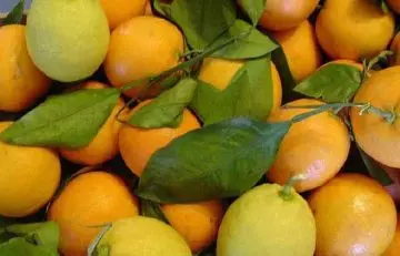Lemon-and-Orange1