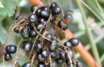 Ripe black saw palmetto berries