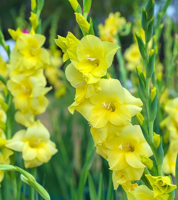 Top 15 Most Beautiful Gladiolus Flowers