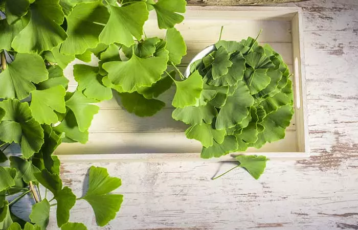 Improve spider veins with ginkgo biloba