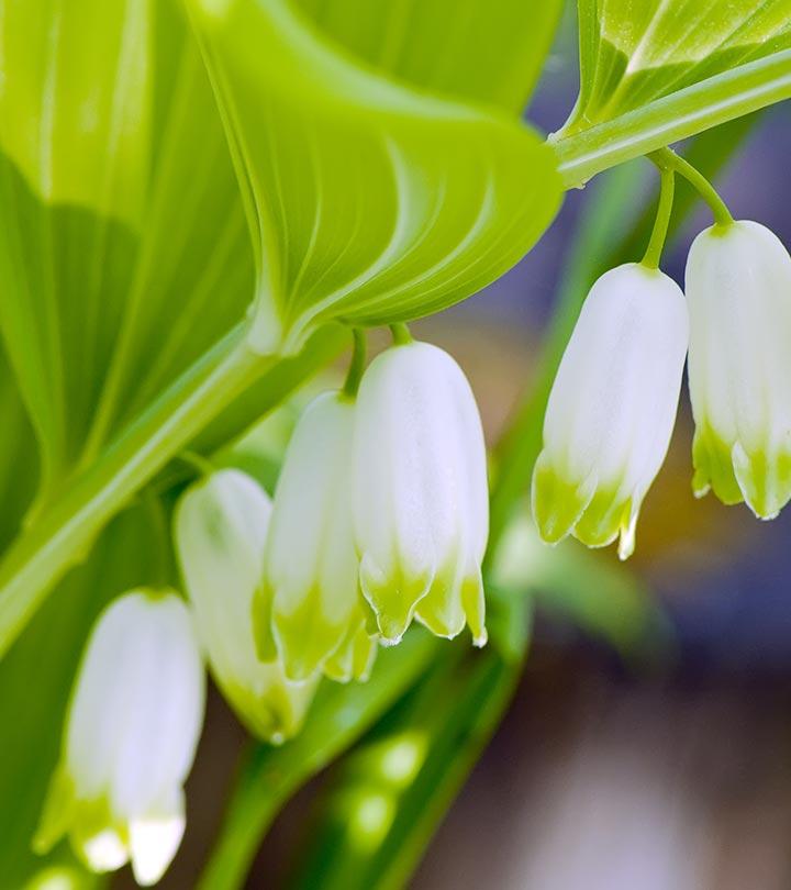 12 Amazing Benefits Of Solomon's Seal For Skin, Hair And Health