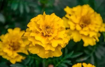 Use marigold flowers, witch hazel leaves, and water to get rid of chickenpox