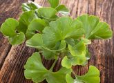 14 Ginkgo Biloba Benefits, Dosage, And Side Effects