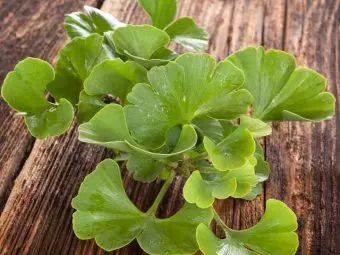 15 Ginkgo Biloba Benefits, Dosage, And Side Effects