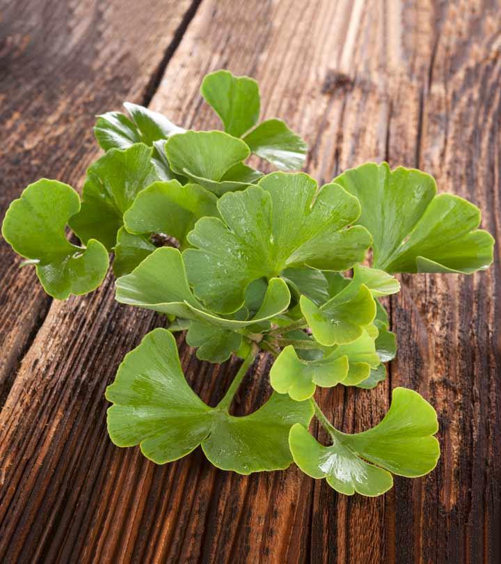 verlies uzelf genoeg Graan 14 Ginkgo Biloba Benefits, Dosage, And Side Effects