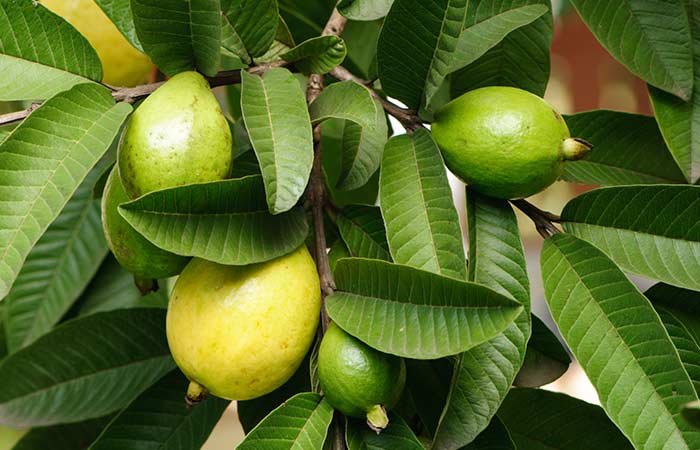 Guava leaves to get rid of vaginal discharge odor