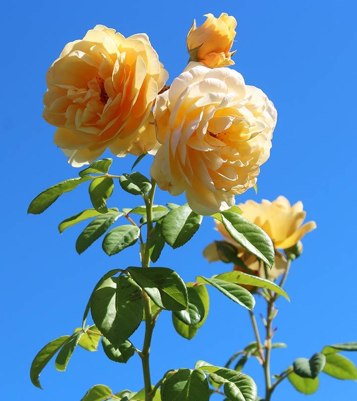 World Most Beautiful Rose Flowers