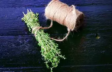 Tying up a bunch of thyme for hanging it up to dry
