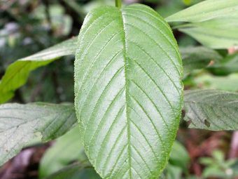 Cascara Sagrada Its Most Important Benefit Will Surprise You
