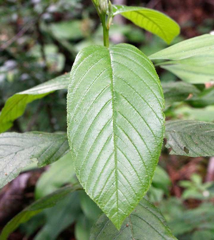 Cascara Sagrada: seu benefício mais importante irá surpreendê-lo