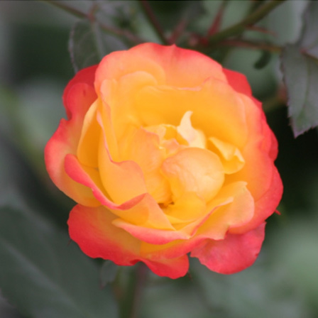 Floribunda is one of the top beautiful rose flowers