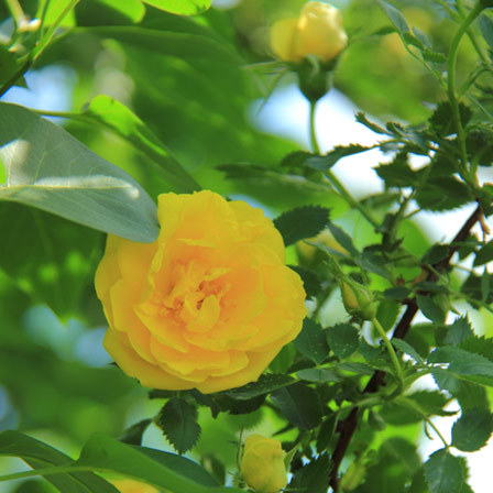 Foetida is one of the top beautiful rose flowers