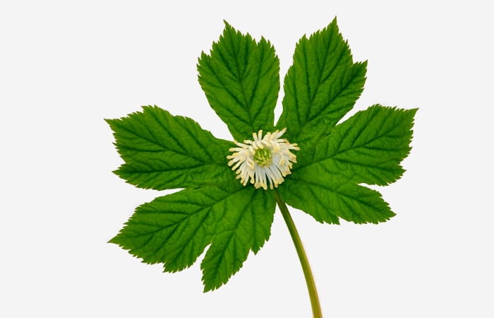 Goldenseal to prevent urinary tract infection