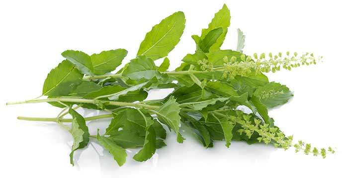 Holy Basil Leaves (Tulsi)