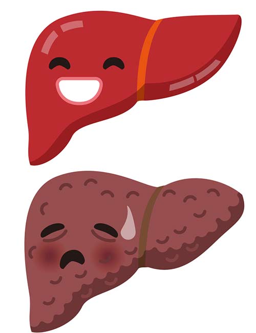Effects of fatty liver
