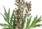 Mugwort: How It Works, How It Is Used, An...