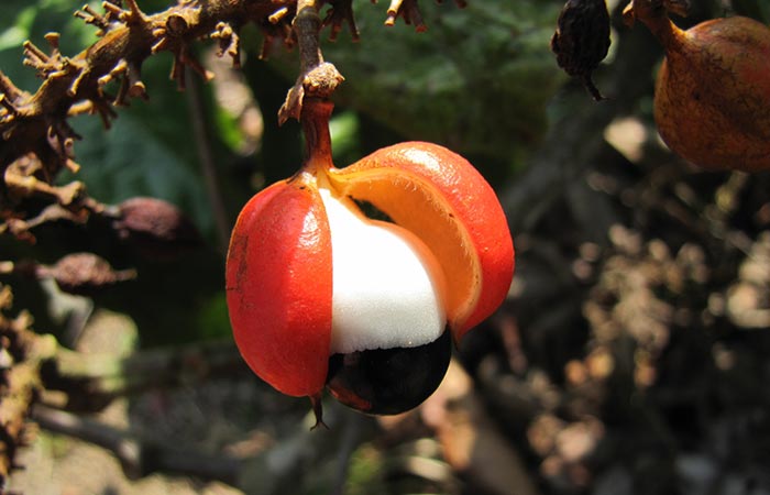 Guarana fruit