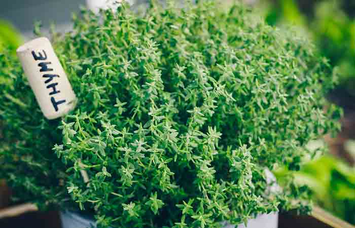 Thyme plant growing in a pot