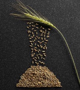 11 Amazing Benefits Of Rye For Skin, Hair And Health