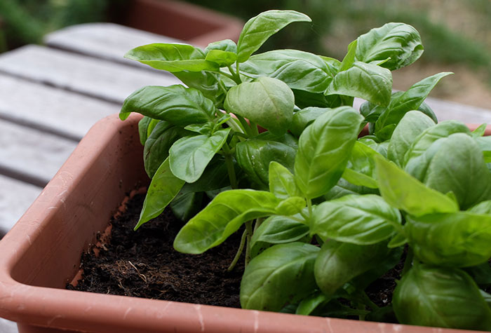 Basil to get rid of cough without medicine