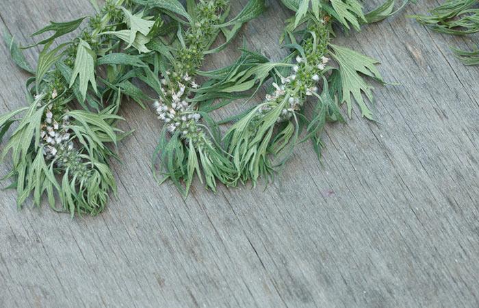 Motherwort for goiter